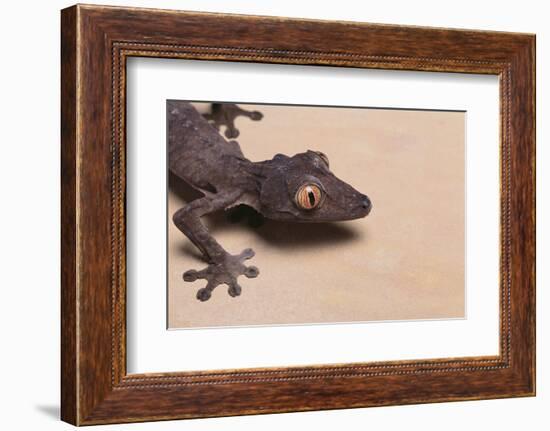 Leaf-Tail Gecko-DLILLC-Framed Photographic Print