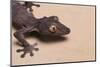 Leaf-Tail Gecko-DLILLC-Mounted Photographic Print