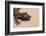 Leaf-Tail Gecko-DLILLC-Framed Photographic Print