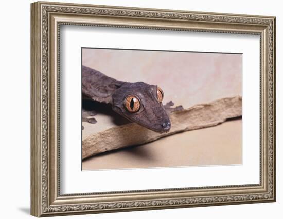 Leaf-Tail Gecko-DLILLC-Framed Photographic Print