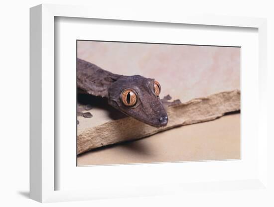 Leaf-Tail Gecko-DLILLC-Framed Photographic Print