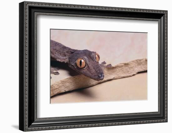 Leaf-Tail Gecko-DLILLC-Framed Photographic Print