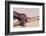 Leaf-Tail Gecko-DLILLC-Framed Photographic Print