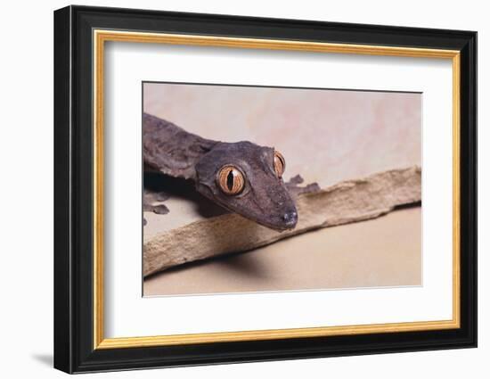 Leaf-Tail Gecko-DLILLC-Framed Photographic Print