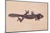 Leaf-Tail Gecko-DLILLC-Mounted Photographic Print