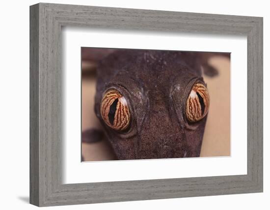 Leaf-Tail Gecko-DLILLC-Framed Photographic Print