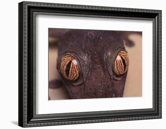 Leaf-Tail Gecko-DLILLC-Framed Photographic Print