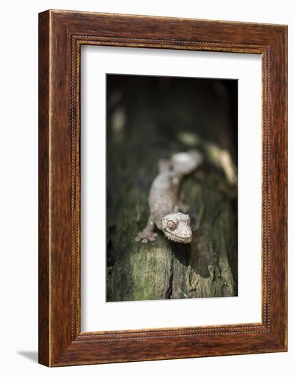 Leaf-Tailed Gecko (Baweng Satanic Leaf Gecko) (Uroplatus Phantasticus), Endemic to Madagascar-Matthew Williams-Ellis-Framed Photographic Print