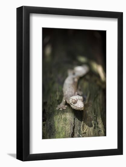 Leaf-Tailed Gecko (Baweng Satanic Leaf Gecko) (Uroplatus Phantasticus), Endemic to Madagascar-Matthew Williams-Ellis-Framed Photographic Print