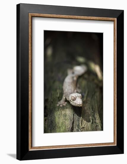 Leaf-Tailed Gecko (Baweng Satanic Leaf Gecko) (Uroplatus Phantasticus), Endemic to Madagascar-Matthew Williams-Ellis-Framed Photographic Print