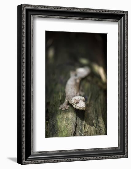 Leaf-Tailed Gecko (Baweng Satanic Leaf Gecko) (Uroplatus Phantasticus), Endemic to Madagascar-Matthew Williams-Ellis-Framed Photographic Print