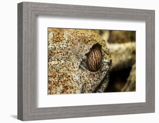 Leaf-Tailed Gecko, Madagascar-Paul Souders-Framed Photographic Print