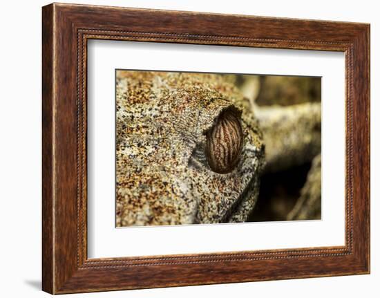 Leaf-Tailed Gecko, Madagascar-Paul Souders-Framed Photographic Print