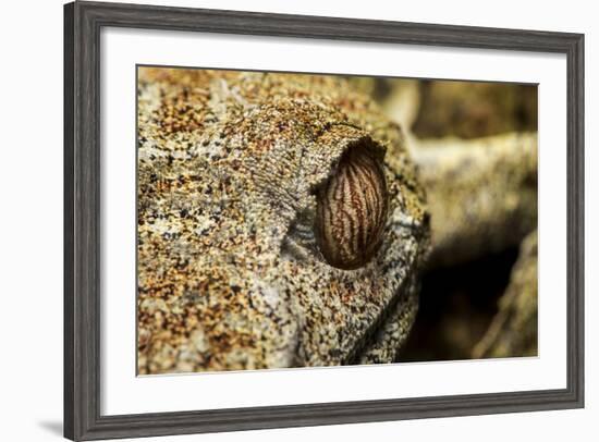 Leaf-Tailed Gecko, Madagascar-Paul Souders-Framed Photographic Print