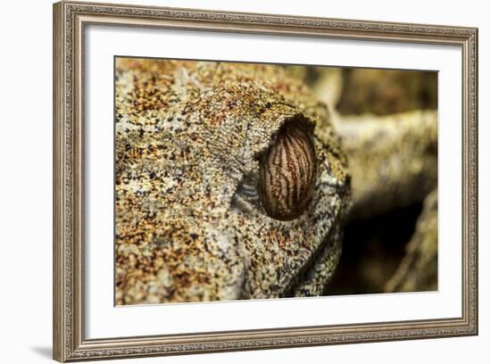 Leaf-Tailed Gecko, Madagascar-Paul Souders-Framed Photographic Print