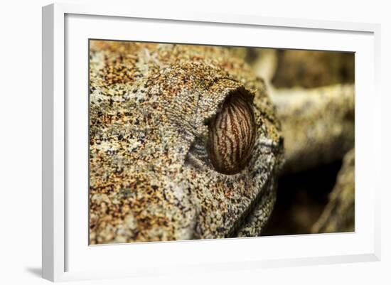 Leaf-Tailed Gecko, Madagascar-Paul Souders-Framed Photographic Print