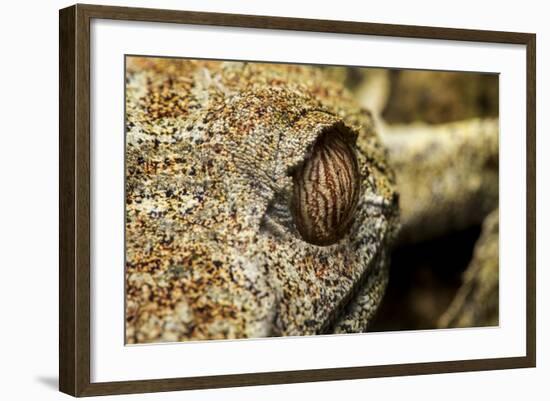 Leaf-Tailed Gecko, Madagascar-Paul Souders-Framed Photographic Print