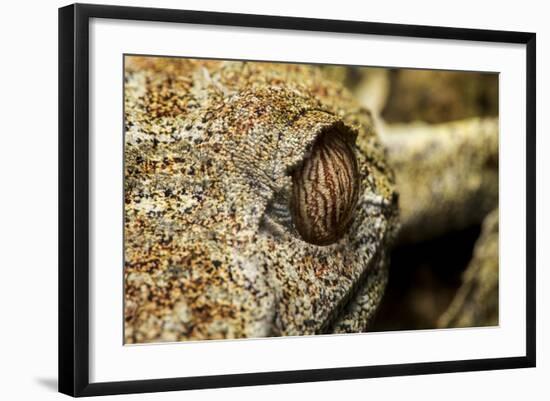 Leaf-Tailed Gecko, Madagascar-Paul Souders-Framed Photographic Print