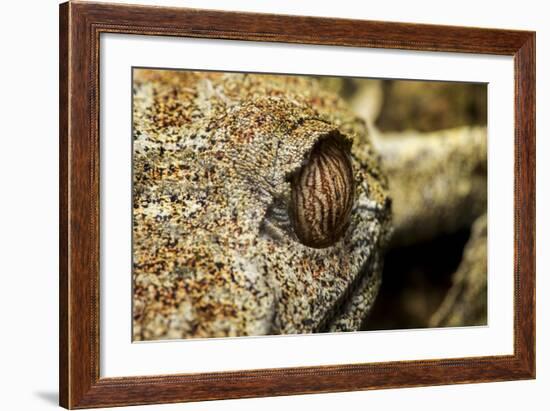 Leaf-Tailed Gecko, Madagascar-Paul Souders-Framed Photographic Print