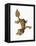 Leaf-tailed Gecko-Martin Harvey-Framed Premier Image Canvas