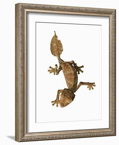 Leaf-tailed Gecko-Martin Harvey-Framed Photographic Print