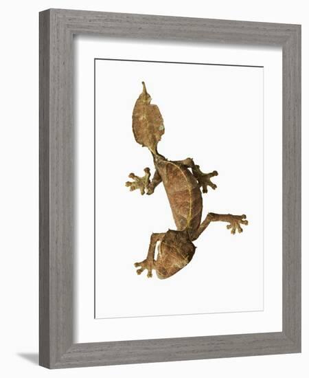 Leaf-tailed Gecko-Martin Harvey-Framed Photographic Print