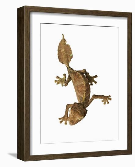 Leaf-tailed Gecko-Martin Harvey-Framed Photographic Print