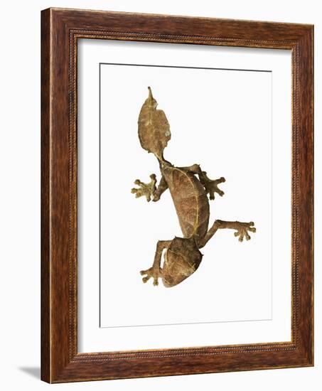 Leaf-tailed Gecko-Martin Harvey-Framed Photographic Print