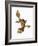 Leaf-tailed Gecko-Martin Harvey-Framed Photographic Print