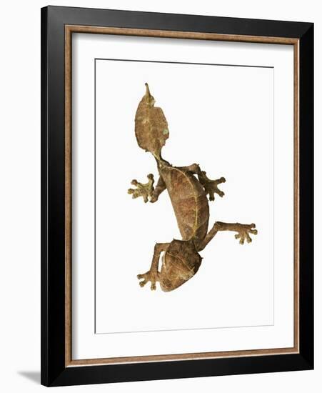 Leaf-tailed Gecko-Martin Harvey-Framed Photographic Print