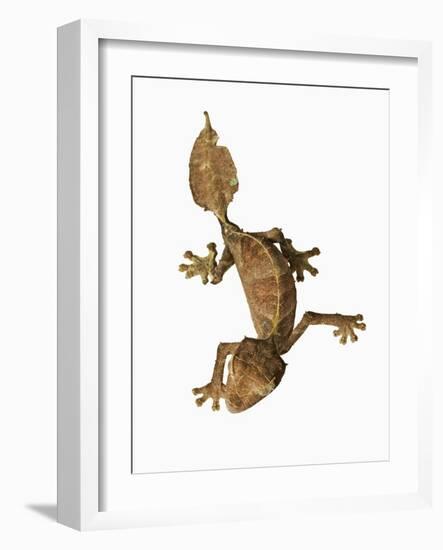 Leaf-tailed Gecko-Martin Harvey-Framed Photographic Print