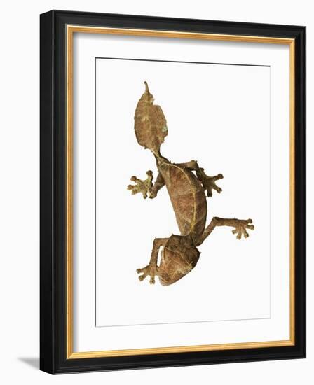 Leaf-tailed Gecko-Martin Harvey-Framed Photographic Print