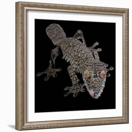 Leaf Tailed Gekco (Uroplatus Fimbriatus) Captive from Madagascar-Michael D. Kern-Framed Photographic Print