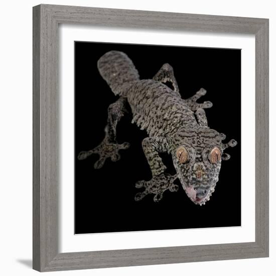 Leaf Tailed Gekco (Uroplatus Fimbriatus) Captive from Madagascar-Michael D. Kern-Framed Photographic Print