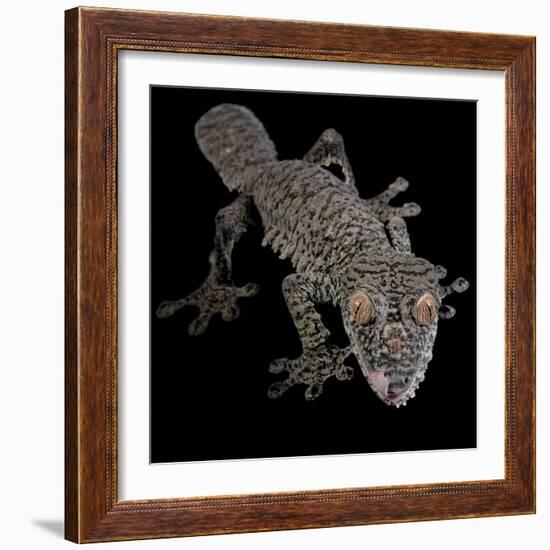 Leaf Tailed Gekco (Uroplatus Fimbriatus) Captive from Madagascar-Michael D. Kern-Framed Photographic Print