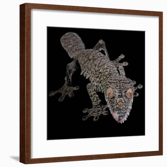 Leaf Tailed Gekco (Uroplatus Fimbriatus) Captive from Madagascar-Michael D. Kern-Framed Photographic Print