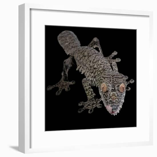 Leaf Tailed Gekco (Uroplatus Fimbriatus) Captive from Madagascar-Michael D. Kern-Framed Photographic Print