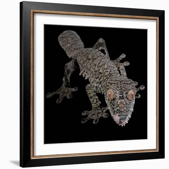 Leaf Tailed Gekco (Uroplatus Fimbriatus) Captive from Madagascar-Michael D. Kern-Framed Photographic Print