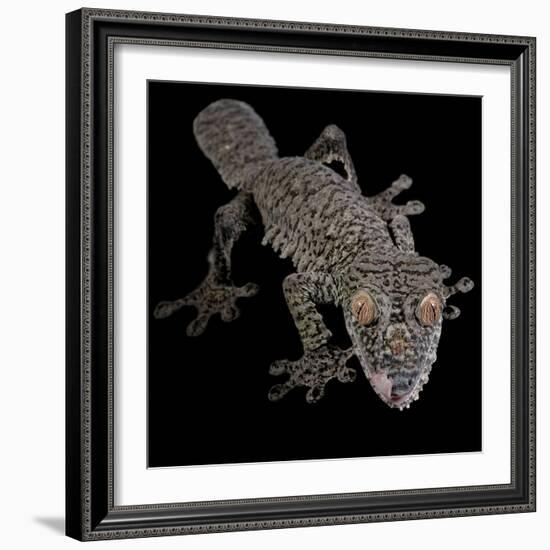 Leaf Tailed Gekco (Uroplatus Fimbriatus) Captive from Madagascar-Michael D. Kern-Framed Photographic Print