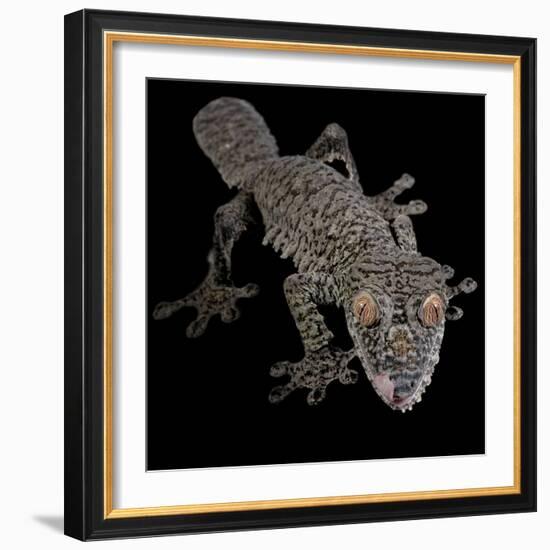 Leaf Tailed Gekco (Uroplatus Fimbriatus) Captive from Madagascar-Michael D. Kern-Framed Photographic Print