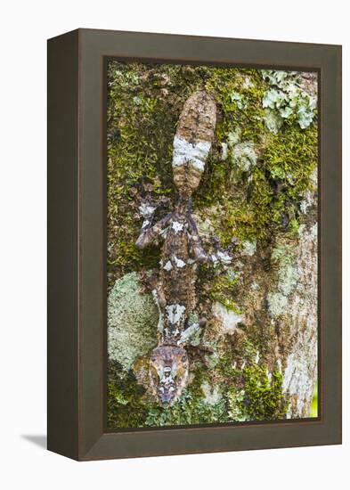 Leaf-tailed Province, Madagascar-Art Wolfe-Framed Premier Image Canvas