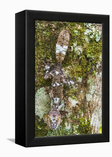 Leaf-tailed Province, Madagascar-Art Wolfe-Framed Premier Image Canvas