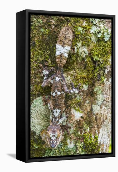 Leaf-tailed Province, Madagascar-Art Wolfe-Framed Premier Image Canvas