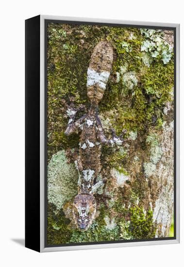 Leaf-tailed Province, Madagascar-Art Wolfe-Framed Premier Image Canvas