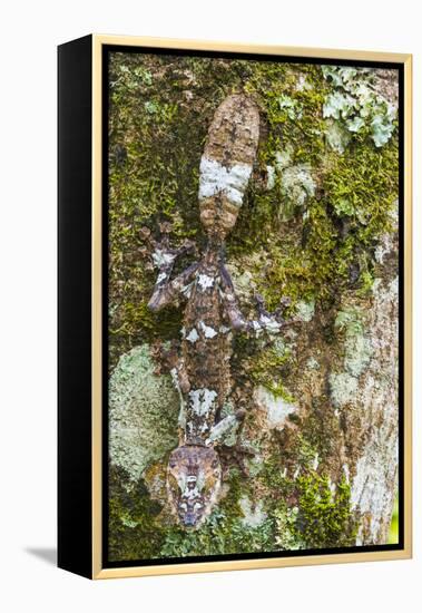 Leaf-tailed Province, Madagascar-Art Wolfe-Framed Premier Image Canvas