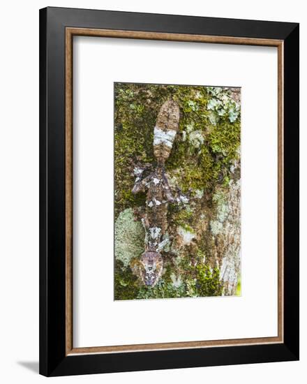 Leaf-tailed Province, Madagascar-Art Wolfe-Framed Photographic Print