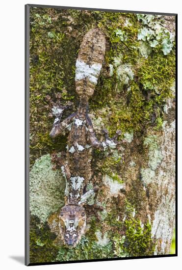 Leaf-tailed Province, Madagascar-Art Wolfe-Mounted Photographic Print