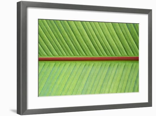 Leaf Texture V-Cora Niele-Framed Photographic Print
