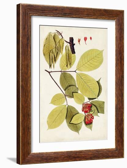 Leaf Varieties II-Vision Studio-Framed Art Print