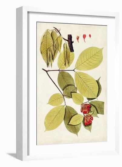 Leaf Varieties II-Vision Studio-Framed Art Print